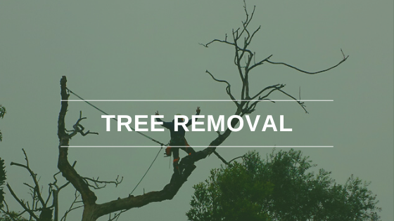 Why It's Important To Hire a Professional Tree Removal Company - Flower Site