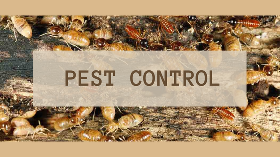 Call Pest Control Services To Get Rid Of Pests - Flower Site