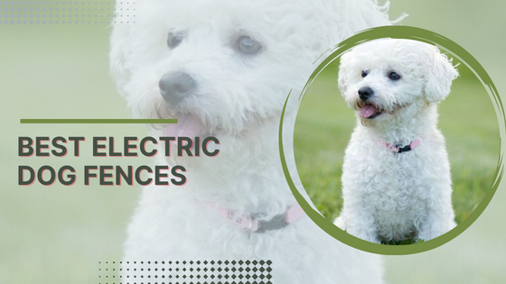 What Is A Electric Dog Fence? - Flower Site
