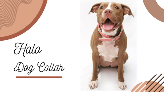 How Accurate is the Halo Dog Collar and Does It Work Without Cell Service? - Flower Site