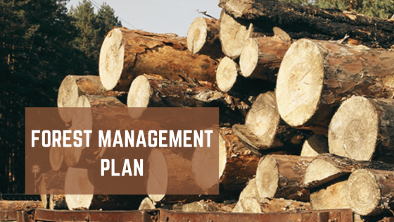 Forest Management Plan: Understanding, Importance, and Role in Estonian Forestry - Flower Site