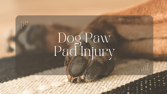 Dog Paw Pad Tears: An Unseen Threat to Canine Health - Flower Site