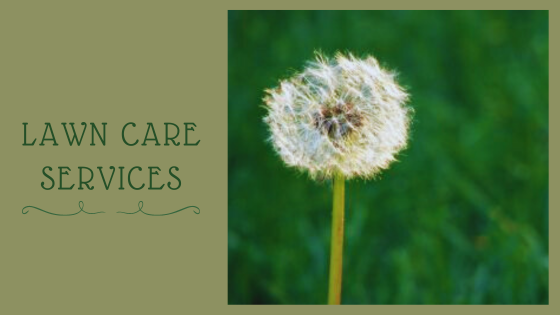 The Benefits of Contracting Professional Lawn Care Services Versus DIY - Flower Site